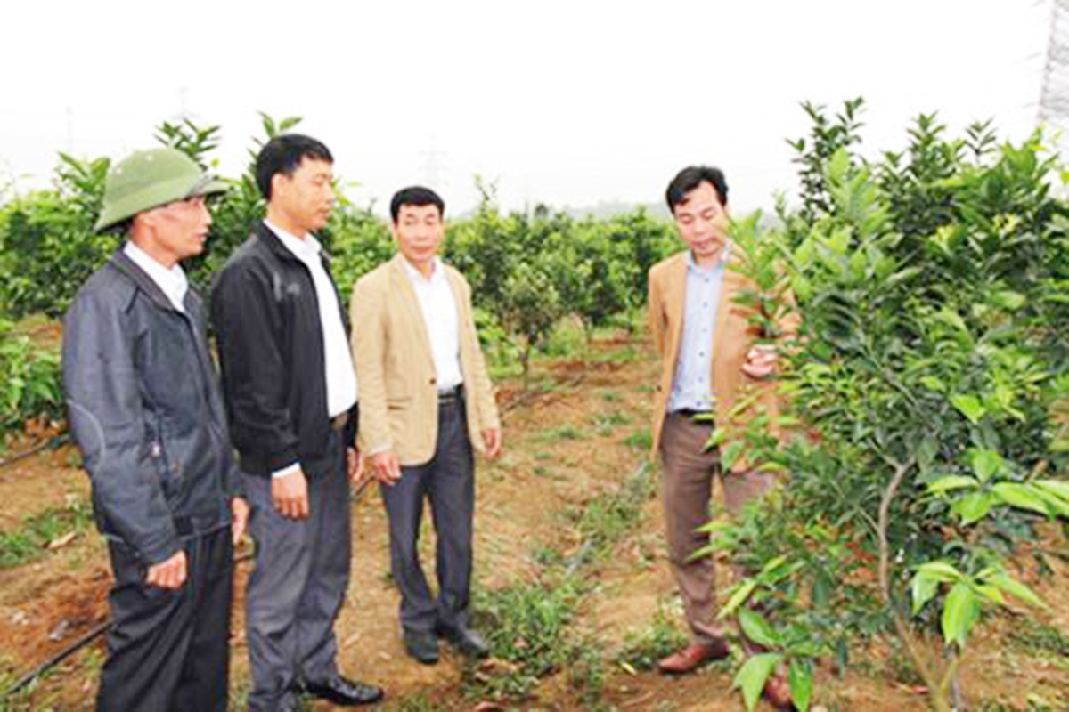 Liên kết sản xuất trong HTX giúp nông dân Đồng Phong nâng cao giá trị canh tác (Ảnh TL).