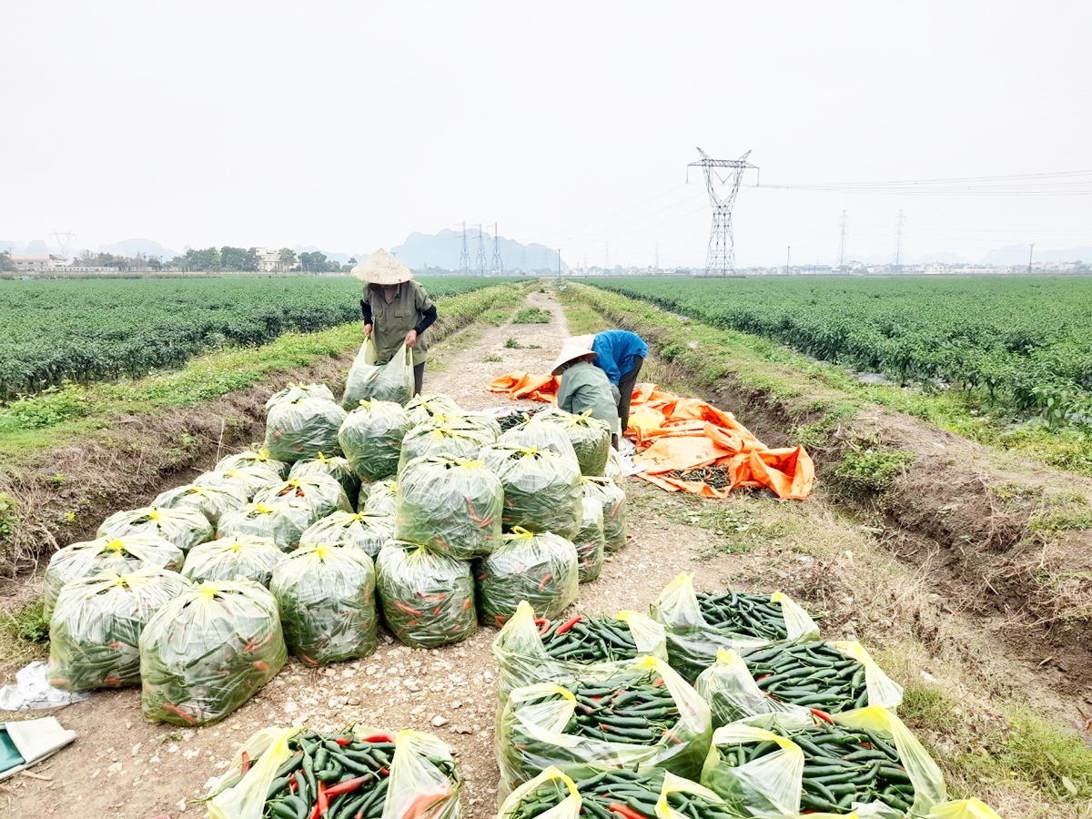 Đồng Phong sẽ tiếp tục hỗ trợ sản xuất nông nghiệp theo hướng an toàn sinh thái (Ảnh TL).