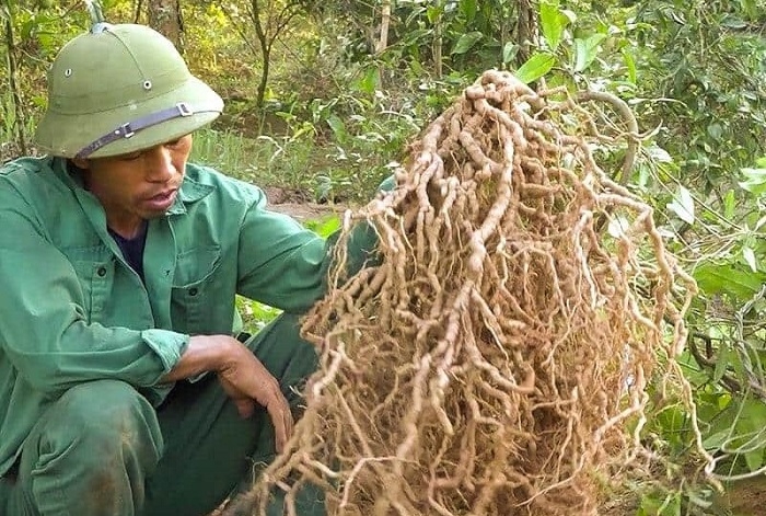 Nhờ áp dụng quy trình kỹ thuật, ba kích là một trong những cây dược liệu có giá trị kinh tế cao ở Tây Giang.