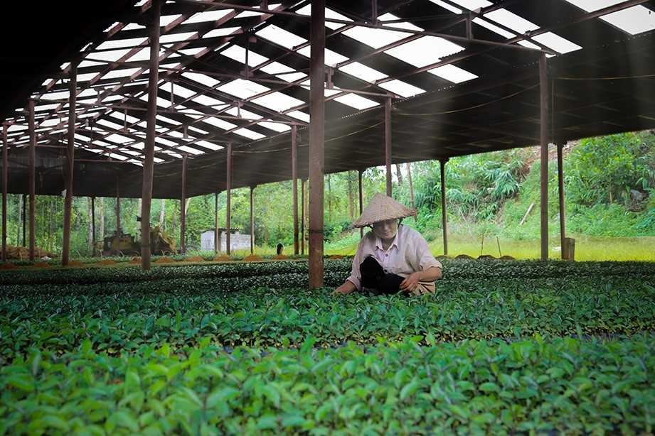Phát triển vườn ươm giống giúp người dân chủ động trong quá trình sản xuất.