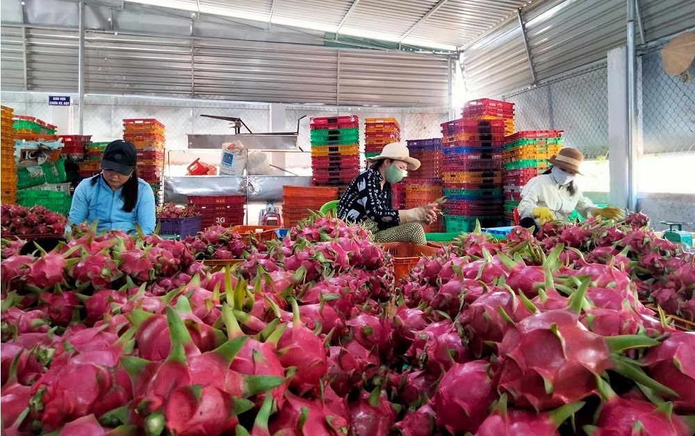 HTX Hòa Lệ có nguồn thanh long bảo đảm chất lượng dồi dào nên có thể chủ động trong sản xuất kem tươi.