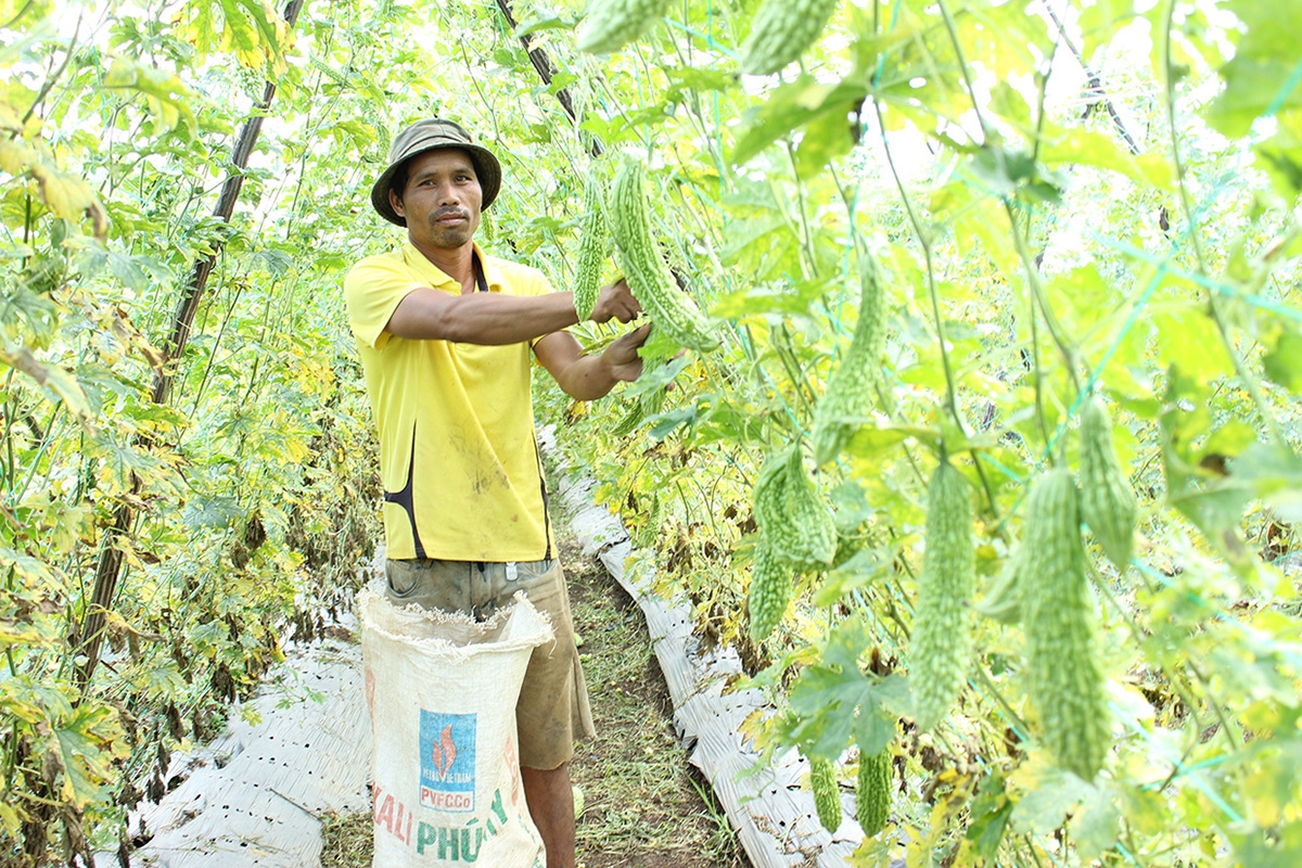 Các mô hình chuyển đổi cơ cấu cây trồng trên đất lúa ở Đak Đoa đang cho thấy hiệu quả tích cực. (Ảnh TL).