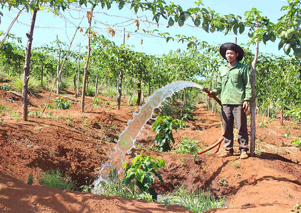 Quá trình chuyển đổi cơ cấu cây trồng theo hướng hàng hóa, gia tăng lợi nhuận sẽ tiếp tục được huyện đẩy mạnh. (Ảnh TL).