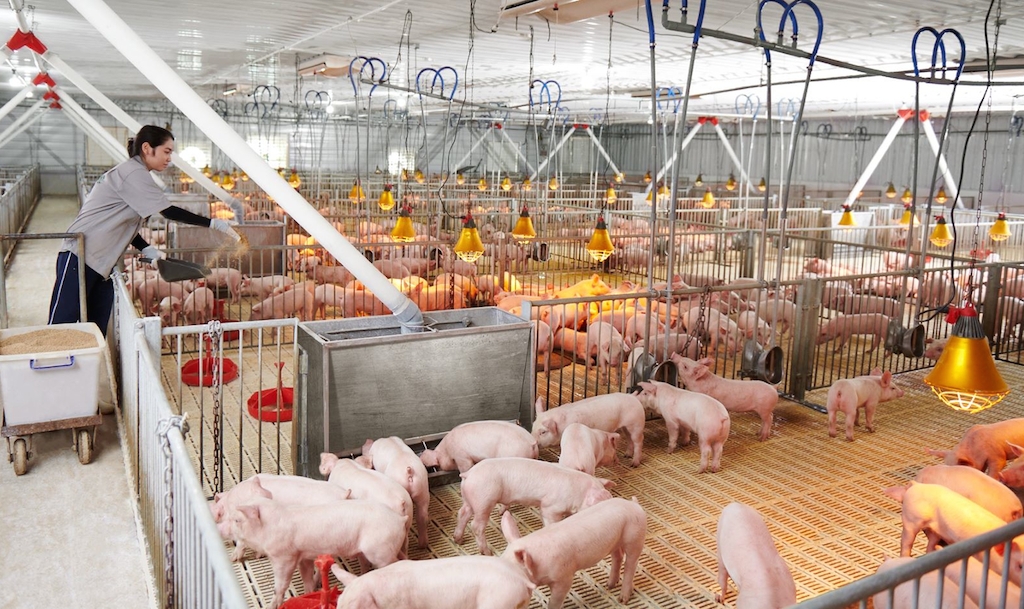 Người chăn nuôi lợn nên duy trì quy mô đàn và tái đàn trước dự báo thiếu hụt các sản phẩm chăn nuôi khi bước vào dịp cuối năm.