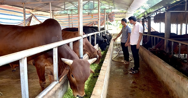 HTX Nghiệp Thành thực hiện nuôi trâu, bò nhốt chuồng, đưa kỹ thuật tiên tiến vào chăn nuôi.