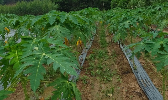 Hoa đu đủ đực có chứa các hoạt chất giúp chống oxy hóa tế bào, thông huyết, bổ máu, điều hòa tĩnh mạch.