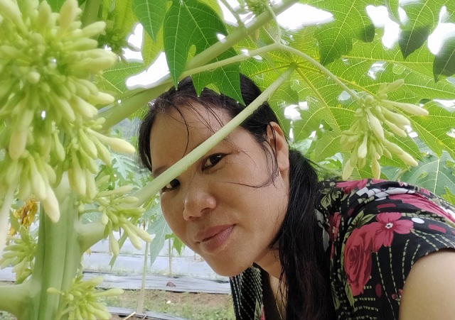 Giám đốc HTX nông sản an toàn Liên Minh Hoàng Thị Hải đã thành công với việc trồng cây đu đủ đực lấy hoa làm dược liệu hàng hóa.