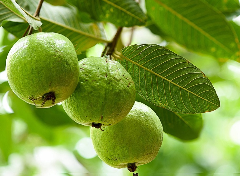 Sản xuất ổi hữu cơ đảm bảo chất lượng và bảo vệ môi trường sinh thái.