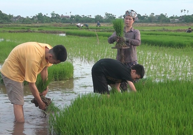 HTX không hỗ trợ được thành viên theo Luật HTX 2012, không thích ứng được với thị trường nên hoạt động kém hiệu quả, dẫn tới phá sản, giải thể.