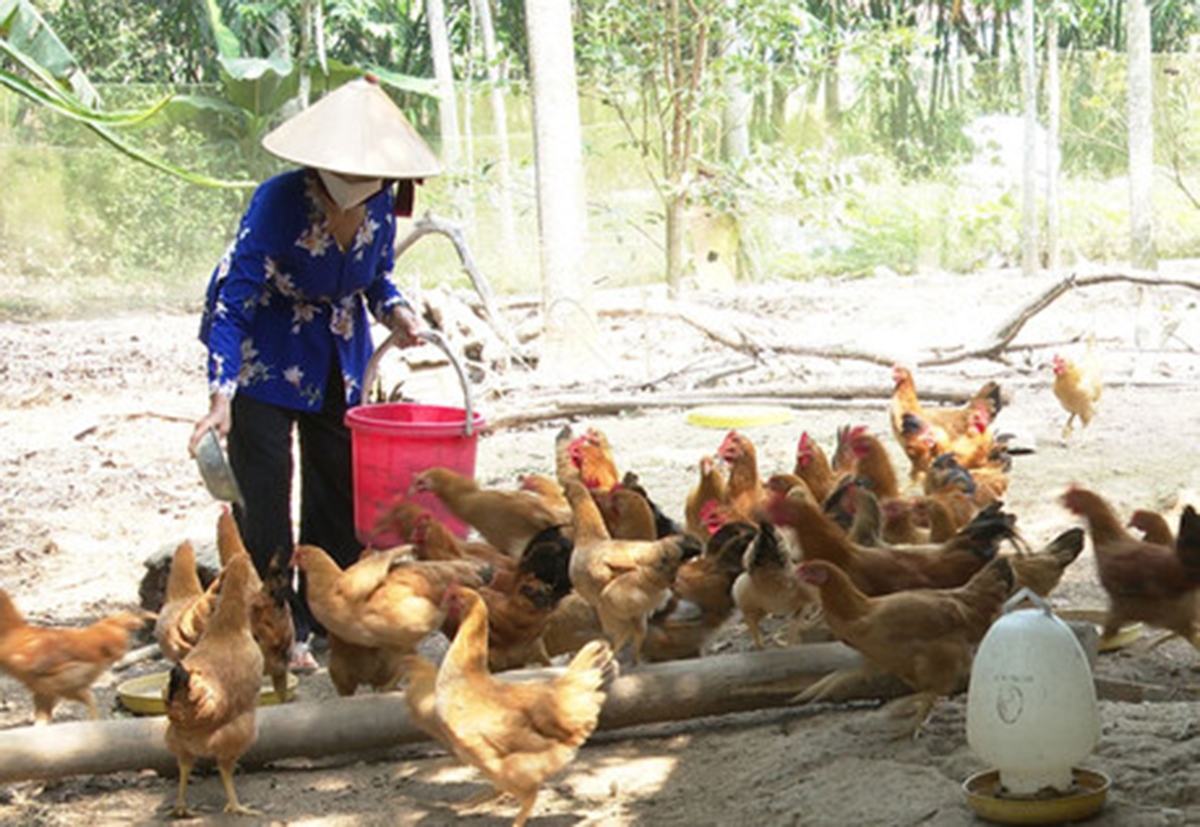 Được hỗ trợ kỹ thuật, các hộ chăn nuôi trên địa bàn xã tự tin ứng dụng phương thức chăn nuôi VietGAP, hữu cơ.