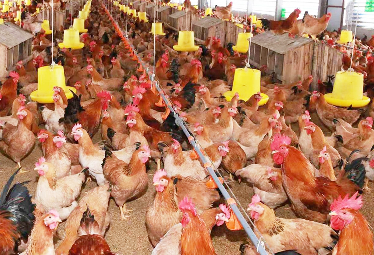 Chăn nuôi an toàn sinh thái giúp chất lượng gà thương phẩm của xã Triệu Vân cao hơn, cạnh tranh mạnh hơn.