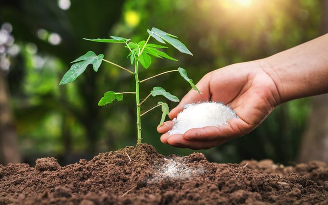 Cổ phiếu ngành phân bón đang sốt trở lại trên thị trường chứng khoán.