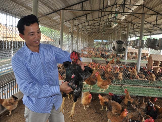 Gà khỏe mạnh, môi trường không ô nhiễm nhờ chăn nuôi khoa học.