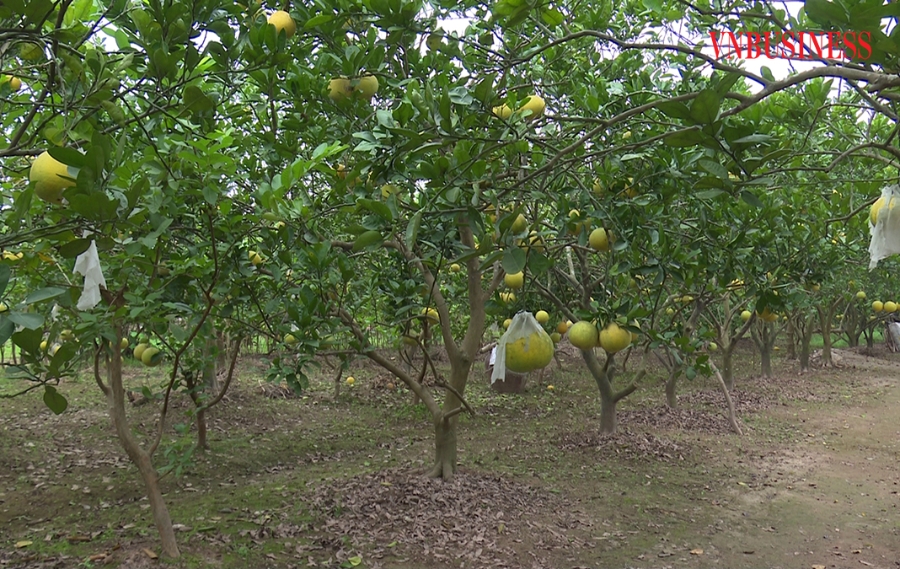 Vườn bưởi của THT trồng cây ăn quả thôn Tường Nguyễn được chăm sóc kỹ lưỡng để phục vụ nhu cầu của người tiêu dùng.