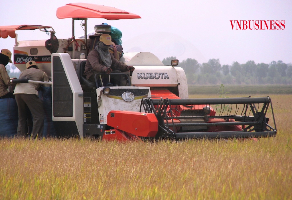 Kéo giảm giá thành sản xuất lúa để có lợi nhuận là điều mong mỏi ở cấp nông hộ trong lúc này.