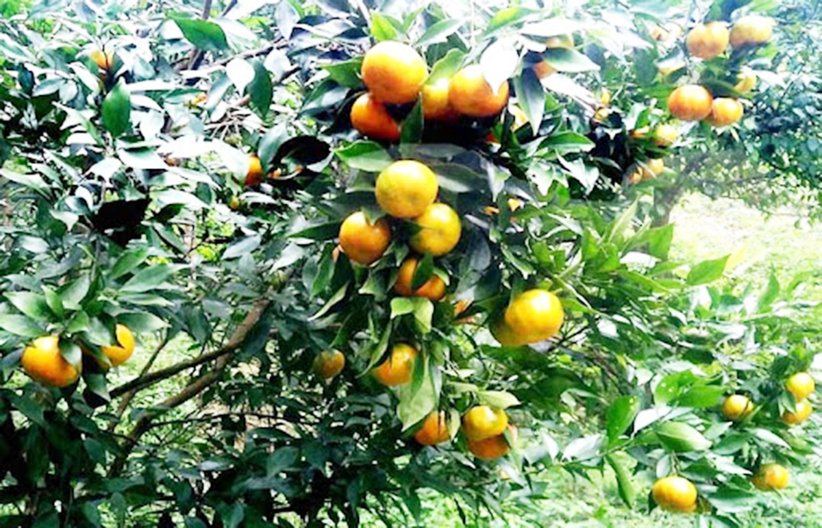 Nhờ sản xuất sạch, cây ăn quả ở Tự Nhiên có chất lượng, giá bán ổn định.