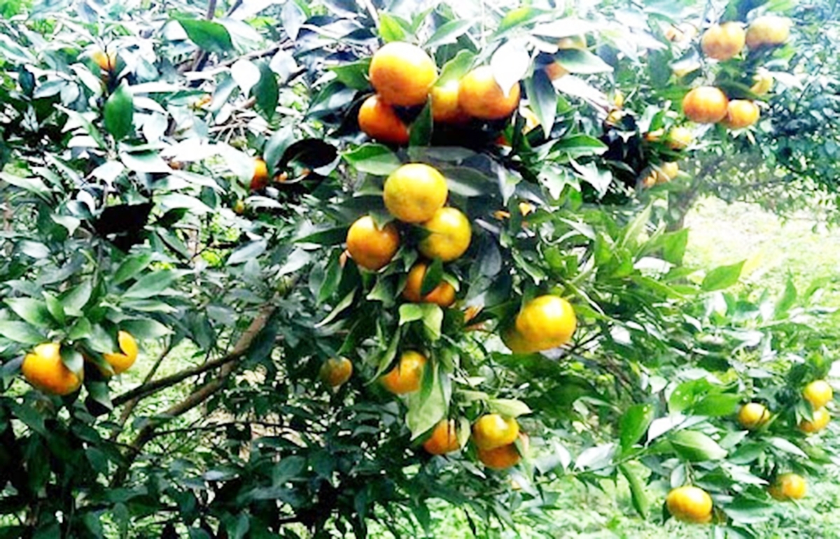 Nhờ sản xuất sạch, cây ăn quả ở Tự Nhiên có chất lượng, giá bán ổn định.