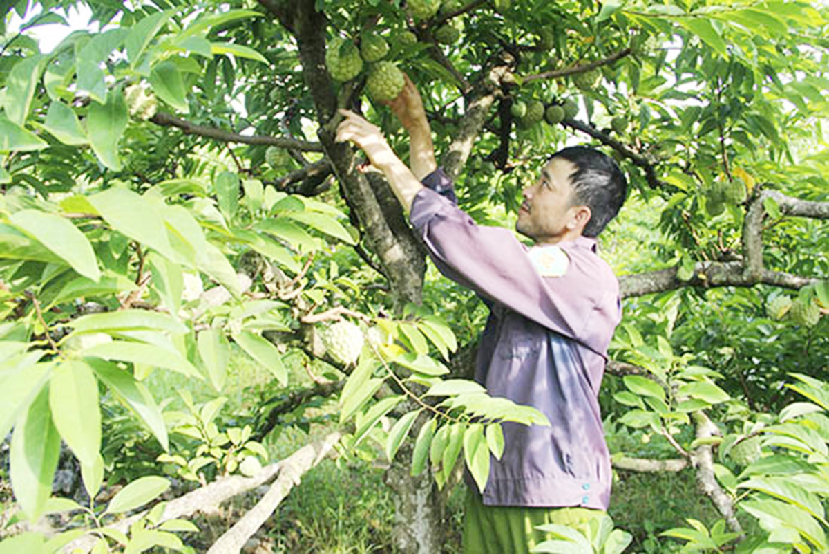 Mô hình trồng cây ăn quả ở Tự Nhiên đang cho giá trị cao.