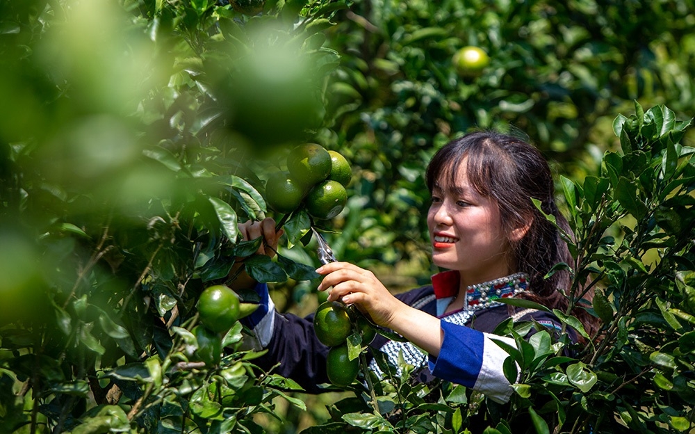 Quýt Mường Khương được sản xuất theo tiêu chuẩn an toàn nên đáp ứng các yêu cầu trong chế biến.