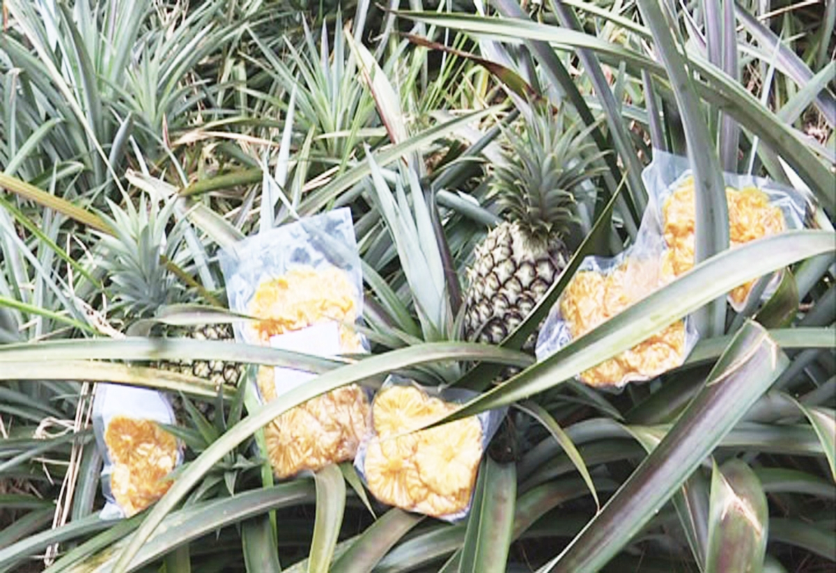 Nhờ chất lượng vượt trội, dứa Đơn Dương rất được lòng thị trường, cung không đủ cầu.