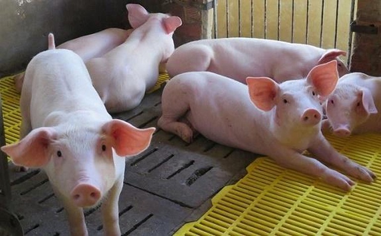 Với mức giá 38.000-48.000 đồng/kg, người chăn nuôi vẫn chưa có lãi.