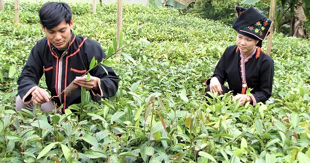 Thành viên HTX Công Tâm kiểm tra quế giống trước khi trồng.