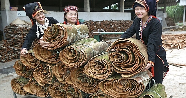 HTX sẽ liên kết với các công ty dược để mở rộng sản xuất tinh dầu quế.