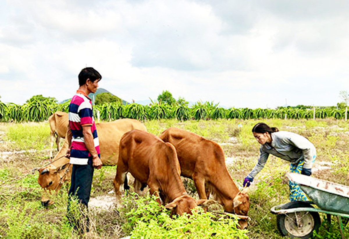 Chăn nuôi bò đang cho hiệu quả kinh tế khá cao ở Tân Tiến.