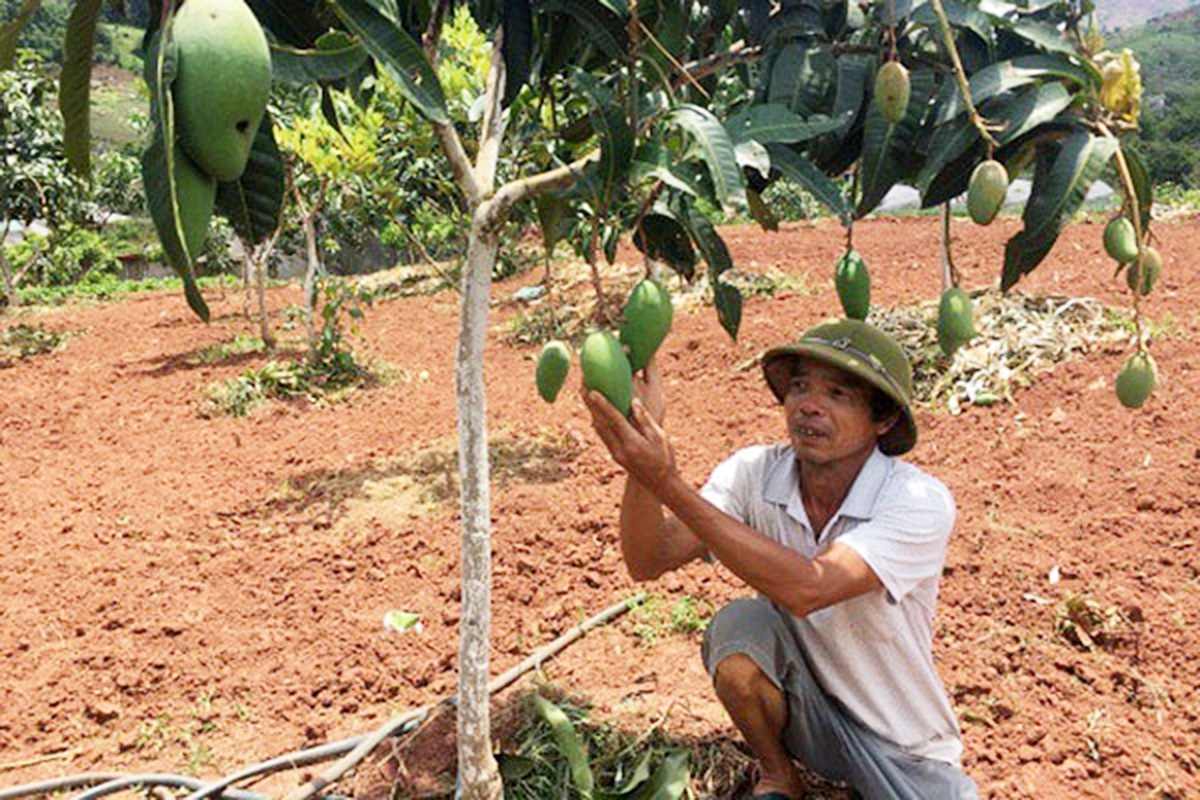 Cùng với thanh long, xoài là cây trồng được nhiều nông dân lựa chọn khi chuyển đổi cơ cấu cây trồng.