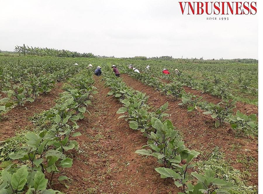 Lao động tại HTX Nông nghiệp Thắng Thủy chủ yếu là những phụ nữ lớn tuổi tại địa phương.