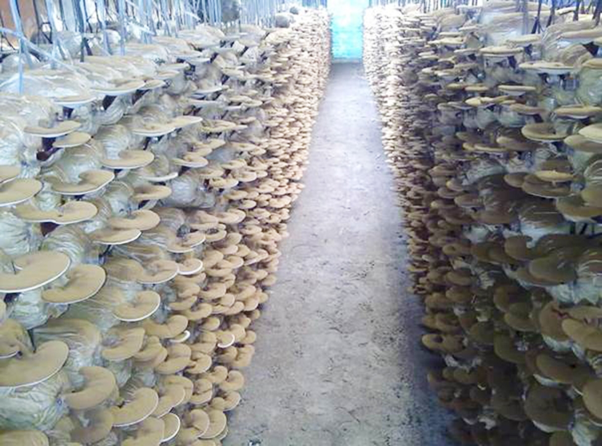 Nhờ chất lượng tốt, các sản phẩm của HTX rất được lòng thị trường. (Ảnh TL).