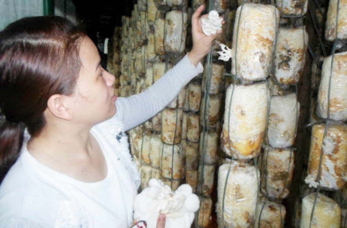 HTX Nấm Văn Quyên đang theo đuổi phương thức sản xuất an toàn, chú trọng khoa học - kỹ thuật. (Ảnh TL).