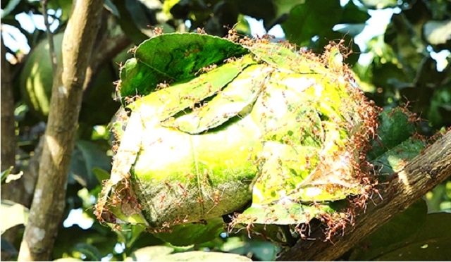 Kiến giúp tiêu diệt sâu bọ hại cây bưởi.