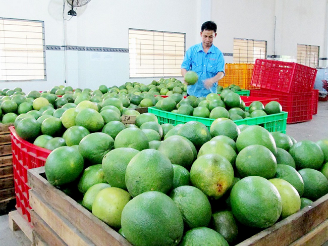 Chú trọng bảo vệ môi trường trong sản xuất giúp nâng cao chất lượng bưởi da xanh.