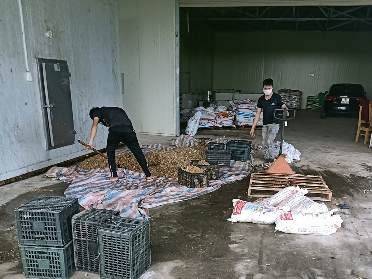 Mô hình biến thân, lá chuối thành mùn hữu cơ của HTX đang được bà con nông dân trong xã học hỏi làm theo.