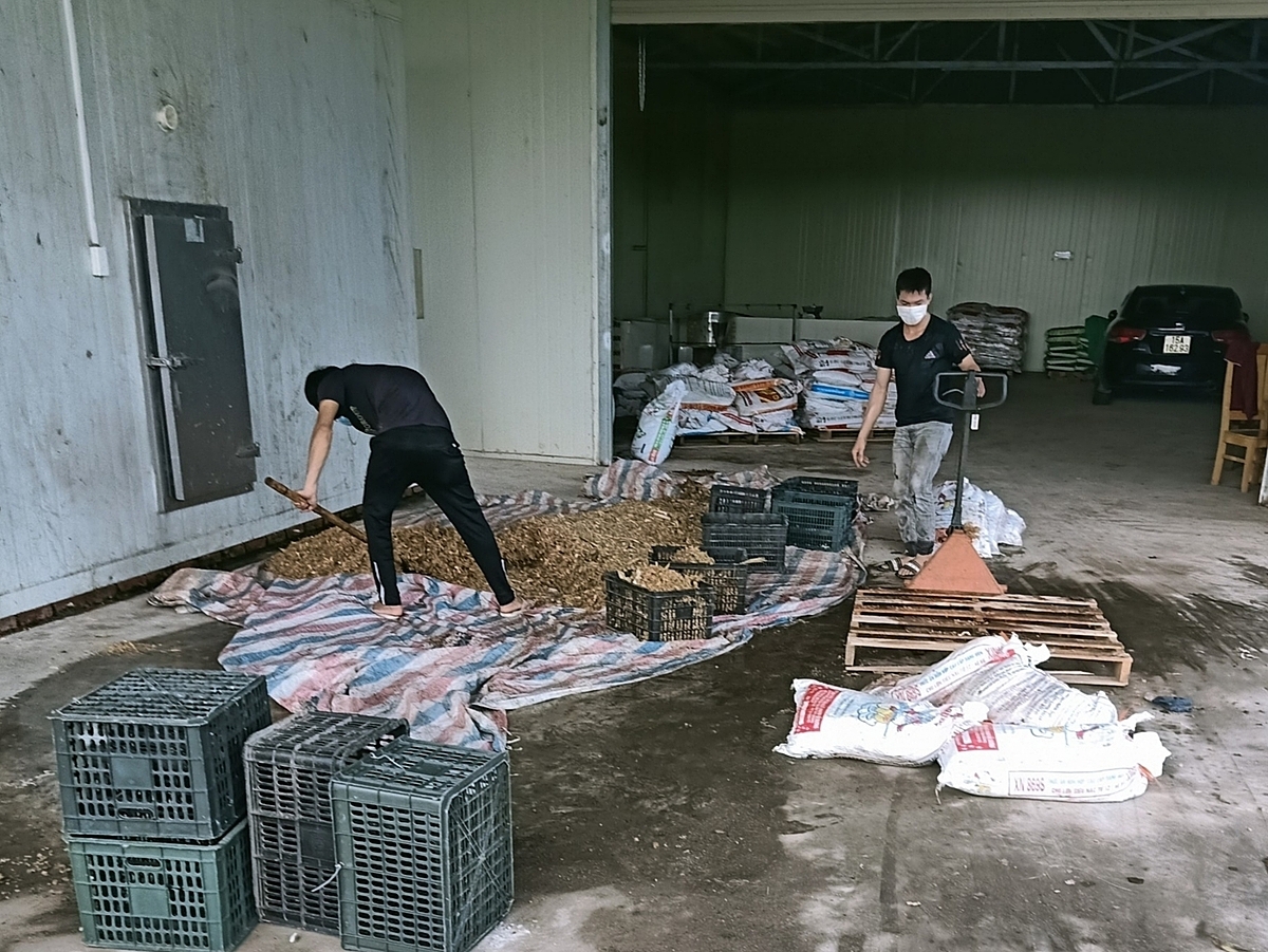 Mô hình biến thân, lá chuối thành mùn hữu cơ của HTX đang được bà con nông dân trong xã học hỏi làm theo.