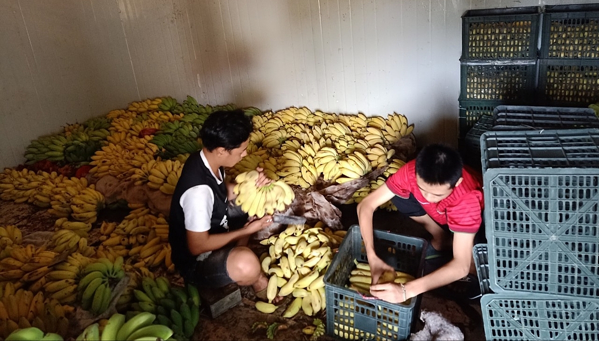 Chuối sau khi đưa vào máy dấm chín sẽ đưa ra lựa chọn những quả đảm bảo kích thước tiêu chuẩn để giao cho khách hàng (Ảnh: T. Vân).