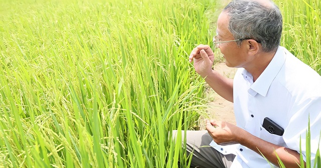 Lúa hữu cơ có năng suất ngang bằng với lúa trồng truyền thống nhưng có giá cao hơn.