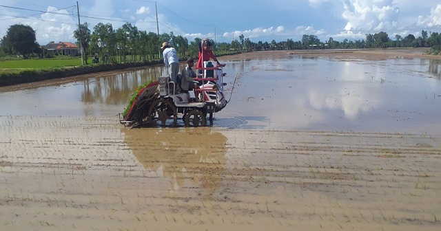 HTX Tăng Hòa đưa mạ khay, máy cấy vào mô hình lúa hữu cơ nhằm gia tăng lợi ích.