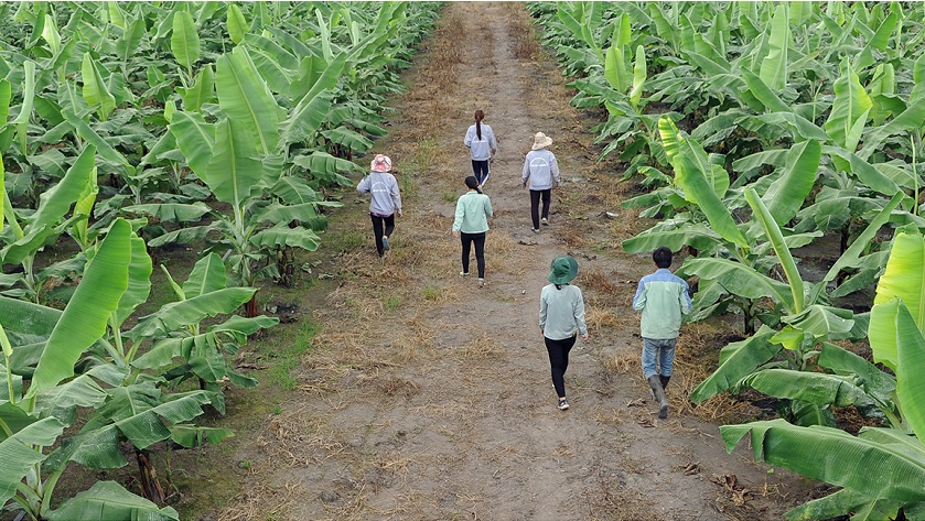 Trồng chuối theo hướng hữu cơ trên quy mô lớn giúp bảo đảm nguyên liệu xuất khẩu.