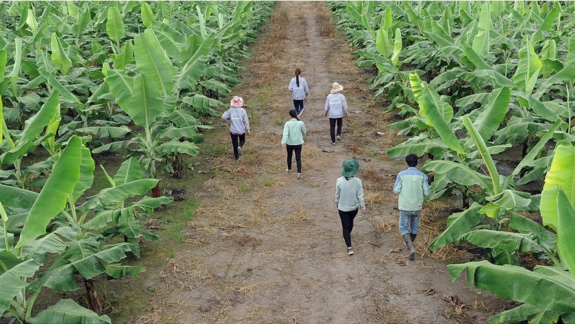 Trồng chuối theo hướng hữu cơ trên quy mô lớn giúp bảo đảm nguyên liệu xuất khẩu.