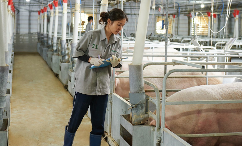 Kéo giảm giá thành và sớm khắc phục các điểm yếu sẽ giúp ngành chăn nuôi không phải rơi vào cảnh “giải cứu”.