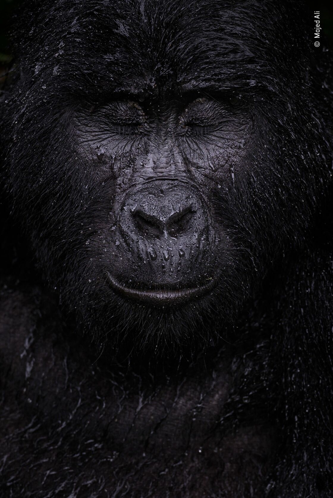 Người chiến thắng ở hạng mục Chân dung cho thấy một con khỉ đột núi bình yên trong mưa Chú khỉ đột, tên là Kibande, đã gần 40 tuổi. Nó là một thành viên của phân loài khỉ đột phương đông có nguy cơ tuyệt chủng. Chỉ có hai quần thể khỉ đột núi này còn trong tự nhiên, một ở núi lửa Virunga ở Cộng hòa Dân chủ Congo và một ở rừng Bwindi ở Uganda. Chúng đang bị đe dọa bởi nạn săn trộm, phá hủy môi trường sống và dịch bệnh. Nhiếp ảnh gia Majed Ali đã đi bộ bốn giờ đồng hồ để chụp ảnh Kibande. Ông nói: “Càng lên cao, chúng tôi càng nóng và ẩm ướt hơn. Khi mưa bắt đầu rơi và làm không khí trong lành, Kibande nhắm mắt lại và để những giọt nước rơi trên mặt.