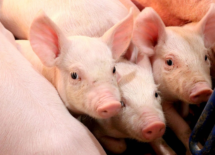 Giá heo hơi giảm, trong khi chi phí thức ăn chăn nuôi tăng khiến các hộ chăn nuôi và trang trại nhỏ gặp khó khăn.