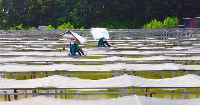 Trung bình mỗi tháng, HTX miến Việt Cường xuất bán khoảng 50 tấn miến các loại với doanh thu lên tới hàng chục tỷ đồng mỗi năm.