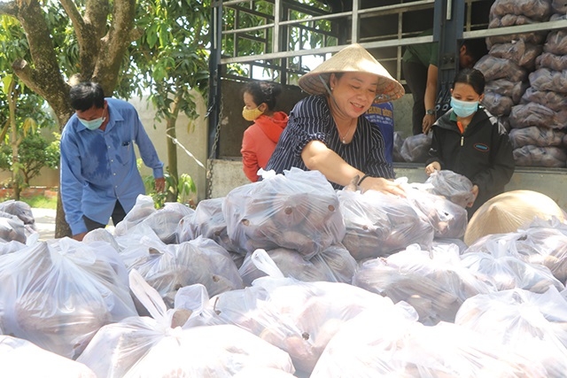 HTX đặc sản Đồng Tháp hỗ trợ tiêu thụ khoai lang tím cho người dân.