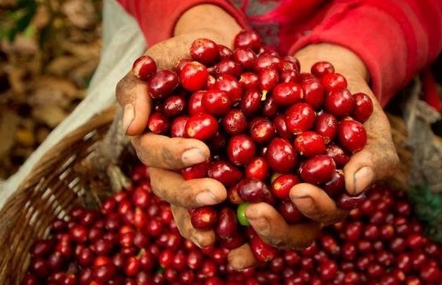 Giá cà phê trong nước đang ở mức ổn định, người dân vẫn gặp khó trong thu hoạch và tiêu thụ