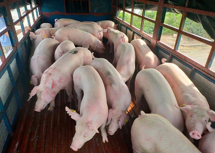 Giá lợn hơi ngày 20/10 dao động trong khoảng 32.000-38.000 đồng/kg, người chăn nuôi lỗ nặng tới 2 triệu đồng/con lợn