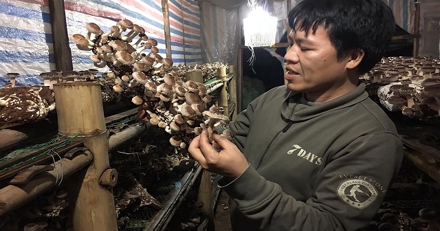 Nhờ trồng nấm linh chi, nấm sò..., HTX giúp gia đình các thành viên “ăn nên làm ra”, có thu nhập ổn định từ 500 - 600 triệu đồng/năm.