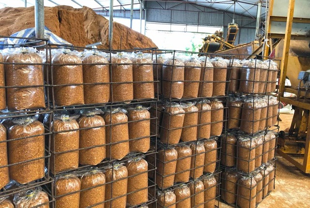 Mô hình trồng nấm sạch của HTX Nghĩa Minh đã góp phần bảo vệ môi trường, tạo ra những sản phẩm sạch cho người tiêu dùng.